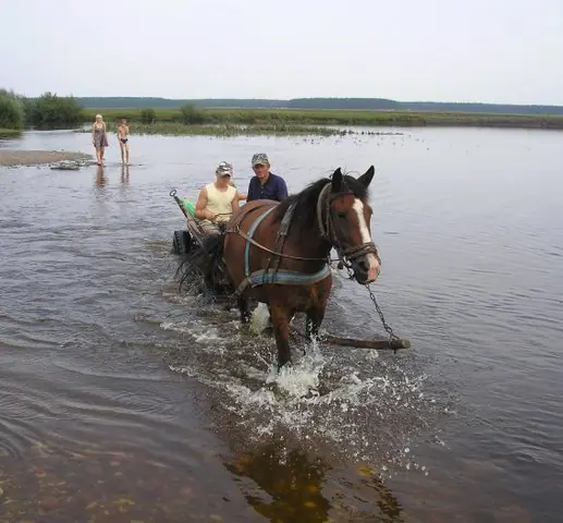 Віз із конем у ставку Віз із конем у ставку — Кременець