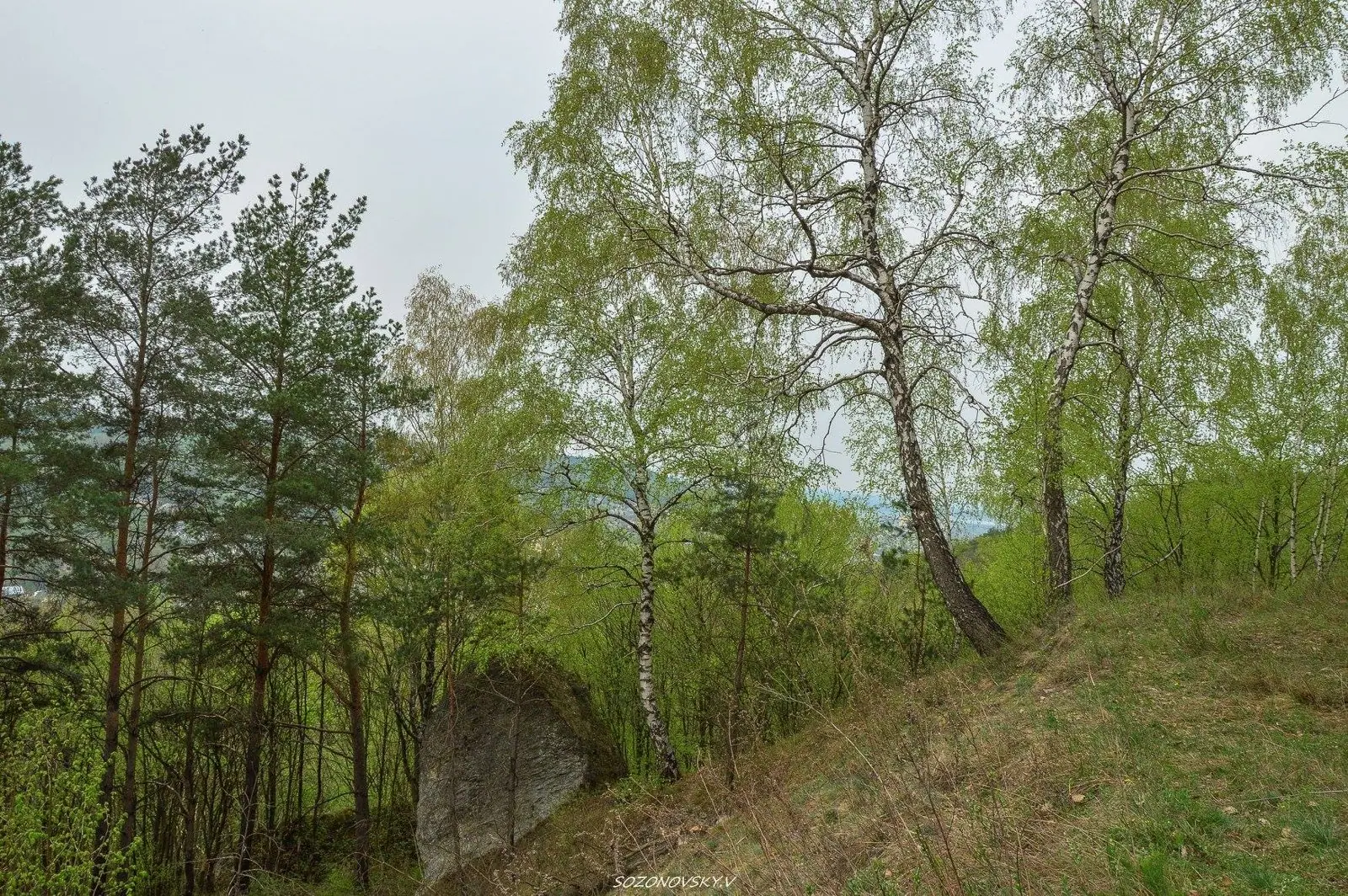 Весняний ліс — Кременець