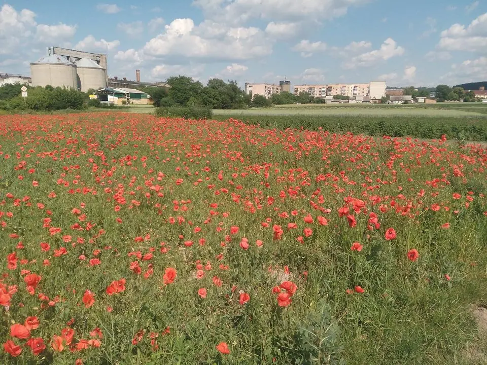 Макове поле біля Кременця — Кременець