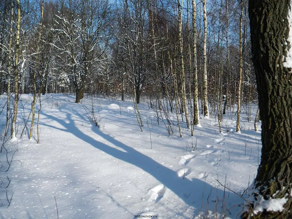 Зимовий ліс Зимовий ліс — Кременець