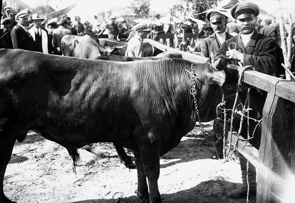 Вишнівець: виставка племінних тварин (1920–1930-ті) — Вишнівець, фото 3 з 4
