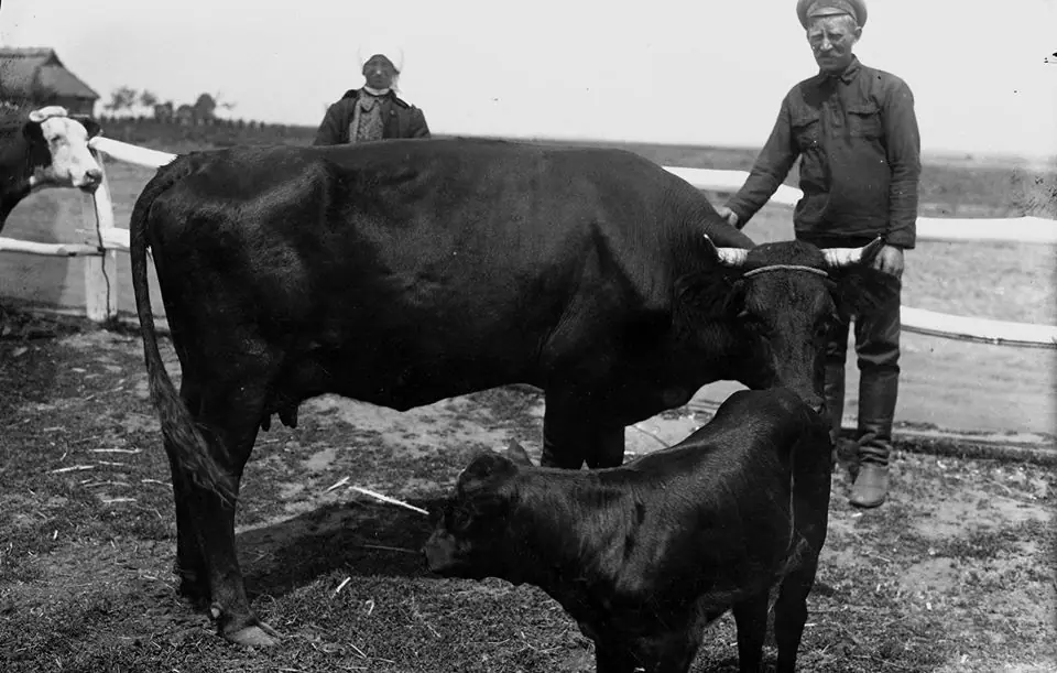 Вишнівець: виставка племінних тварин (1920–1930-ті) — Вишнівець, 1920–1930-ті